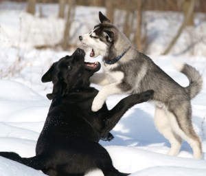dogfight
